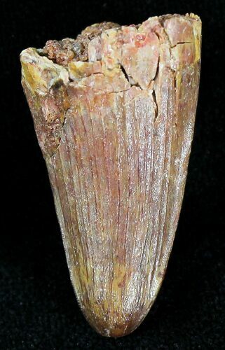 Cretaceous Fossil Crocodile Tooth - Morocco #20923